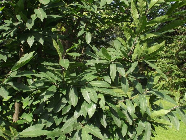 leśnik byłby pomocny a choćby botanik - bo "cywil" tego nie pojmie, nie pochwali się co widział - np. tu na zdjęciu.