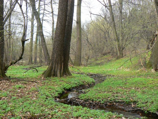 Leśny strumyk w okolicy.