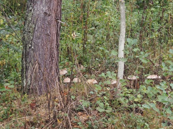 czubajka kania - tam "kolonia" - no ale strażnicy są : bobry czuwają i kielniami piorą.