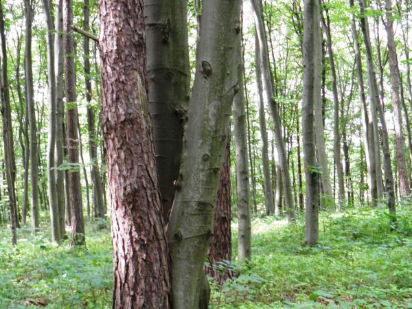 Ciekawostka przyrodnicza na cmentarzu wojennym - zrośnięte ze soba pniami buk i sosna.
