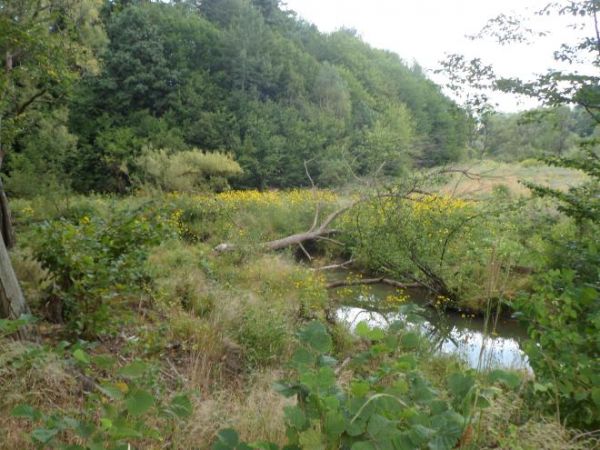 rozlewisko bobrowe na potoku Broniec, bywa nazywany też Matorga.