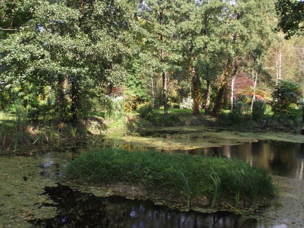 na jednym ze stawów: wysepka, m.in. po to żeby kaczki mogły tam gniazdować, by im lisy jaj czy piskląt z gniazd nie wybierały, lis wprawdzie umie pływać ale sta