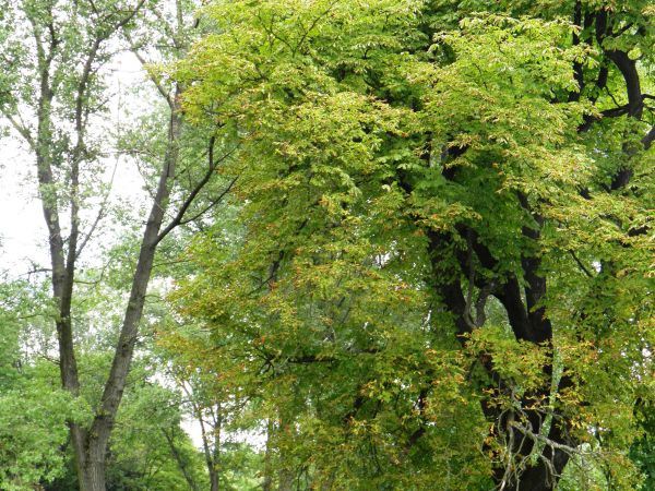 Stary park i dworek szlachecki. Nie zamieszkały i zaniedbany . Na szczęście władze Gminy zabezpieczyły budowlę nowymi dachami i rynnami oraz  zabezpieczeniem ot