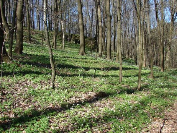 Siedlec -  wiosna w siedleckich uroczyskach