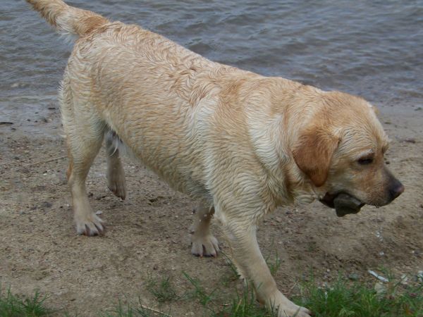Oczyszczanie dna jeziora z kamieni.