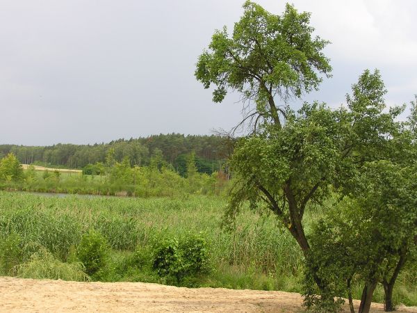 Widok na bagienne jezioro ciągnące się wzdłuż wsi Baranówko