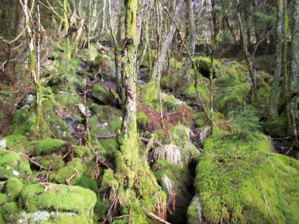 zdjecie Strzebielino