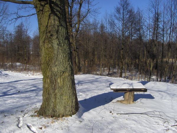 Stary dąb nad  J.Gamry.