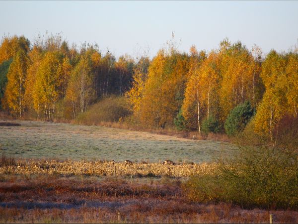 zdjecie Tyniewicze Duże