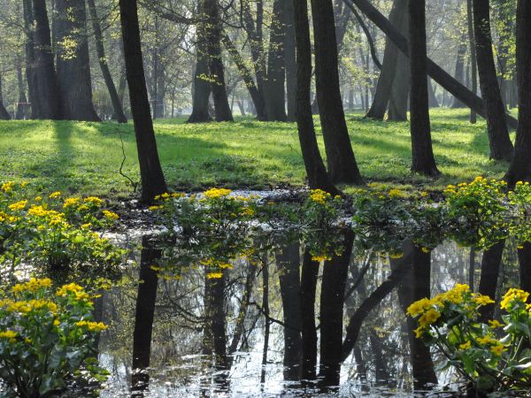Wolsztyn,wiosna w  Park Miejskim.