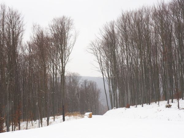 "nasze drewniane - bieszczadzkie i beskidzkie - złoto" - dużo jego się pozyskuje ale i jeszcze więcej zostało i stanowi ogromny skarb, który należy monitorować
