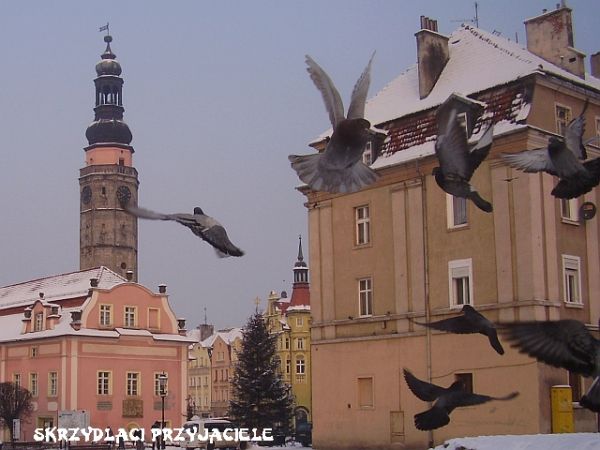 Gołębie, nie tylko ma je Kraków