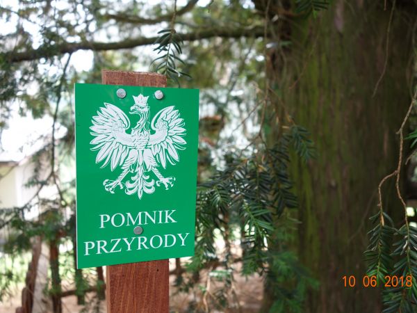 Pomnik Przyrody . Sześć harbutowickich cisów ma taki status.