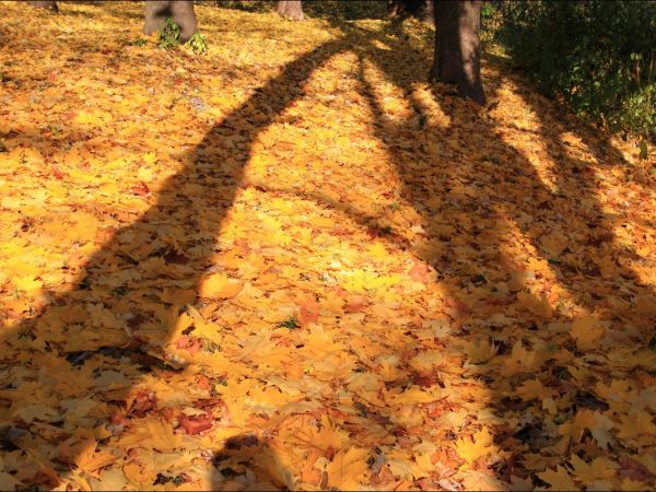 Park w Medyce − pochodzący z drugiej połowy XVI wieku (z reliktami z XIV i XVI wieku).