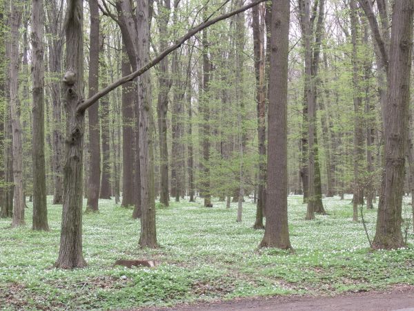 ZAWILCE W LESIE MARYSIEŃKA