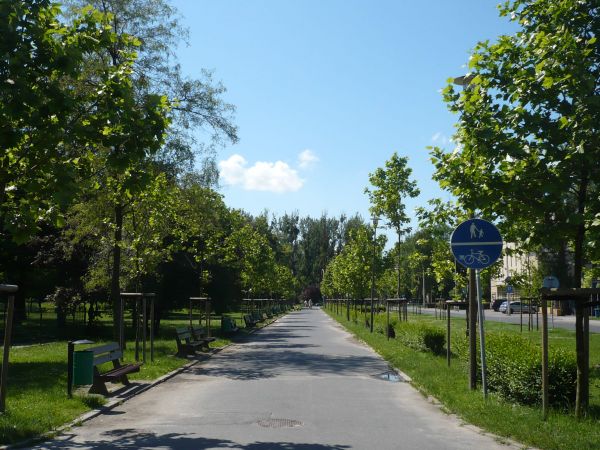 Aleja w parku miejskim,kiedyś wysadzana orzechem włoskim obecnie po wycięciu orzechów posadzono platany.