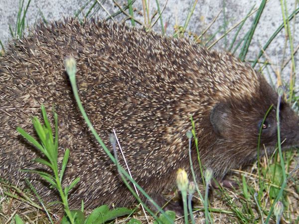 Jeż w całej okazałości
