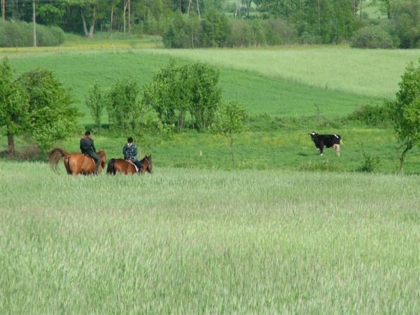 Zielomyśl konna przejażdżka