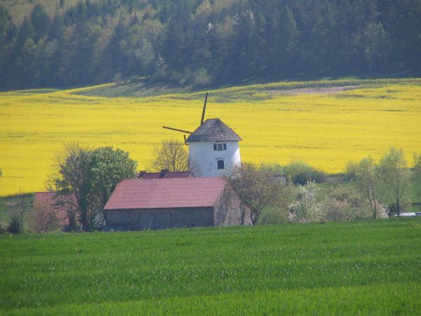 Wiatrak holenderski z XIX w