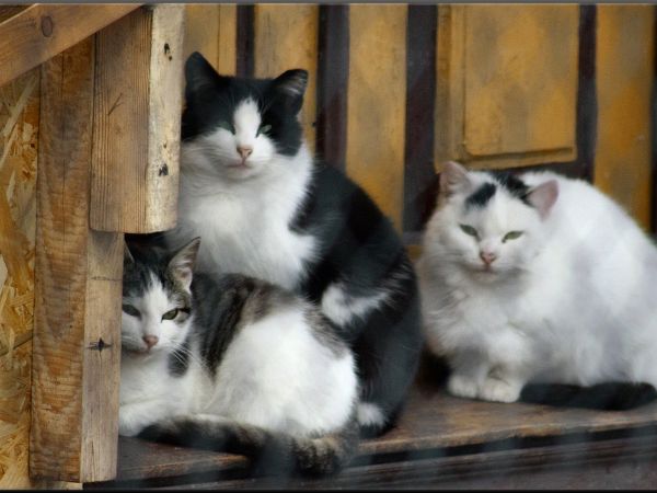 zdjecie Tyniewicze Duże