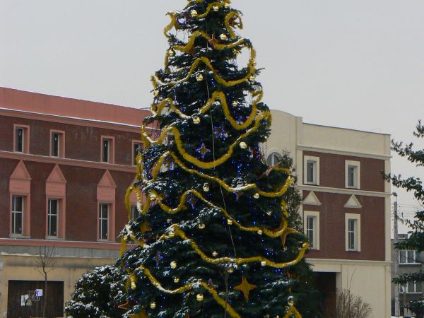Choinka świąteczna na rynku