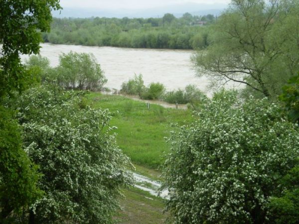 N.Sącz rz. Dunajec 17.05.2010