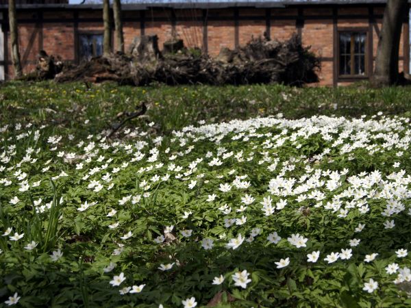 Godziszewo - Kociewska Chata 2013