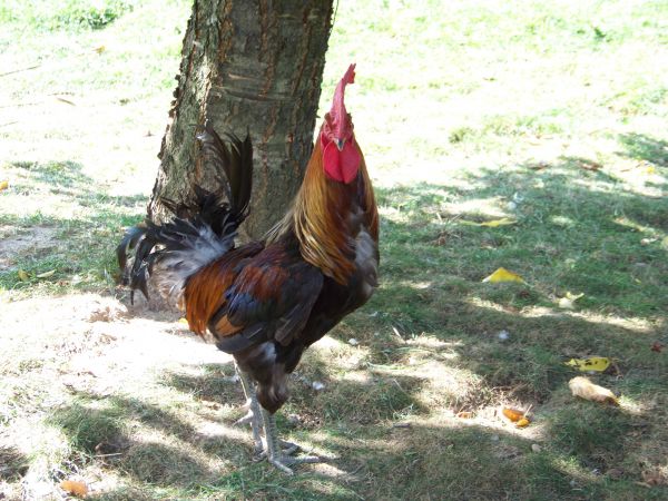 Zadziorny awanturnik.