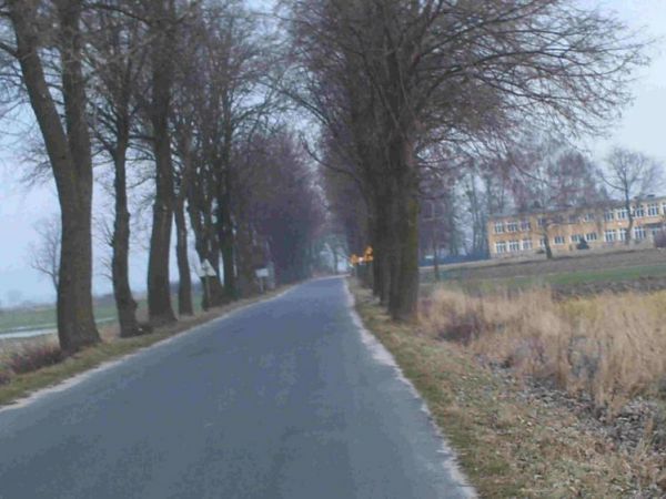 Aleja lipowa 2003 rok z początku XXw