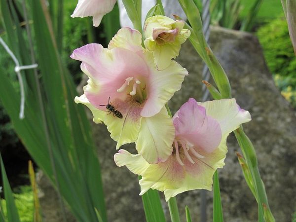 zdjecie Pietrzykowice