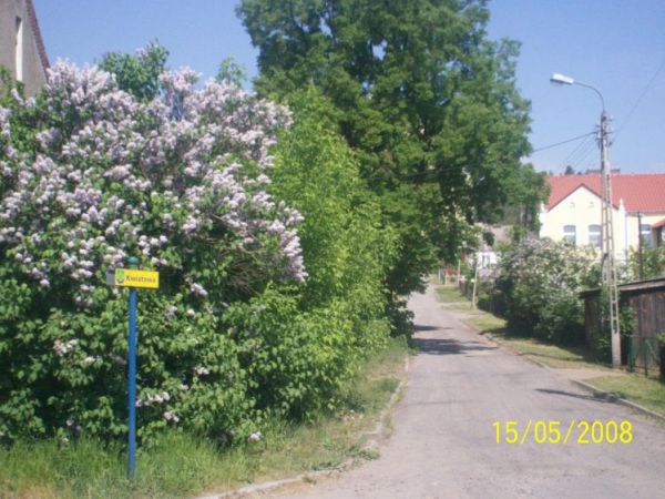 Ulica Kwiatowa pachnie bzem.