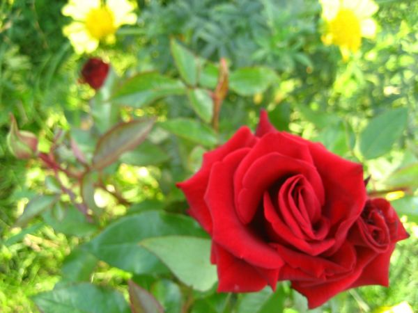 Piękne kwiaty i świetni oraz bardzo przyjacielscy miejscowi