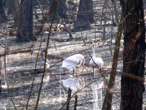 Łabędzia rodzina na parkowym stawie