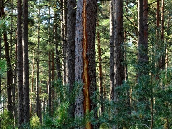 Rana na drzewie po uderzeniu pioruna