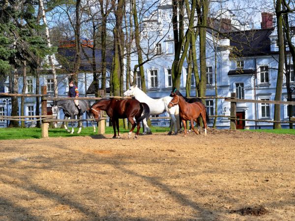 Wodzisław Śl.- Kokoszyce