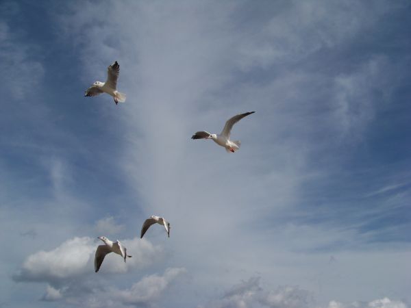 Lecimy na Bródzki na rybkę.