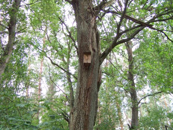 Domek lęgowy zamieszkały przez pszczoły