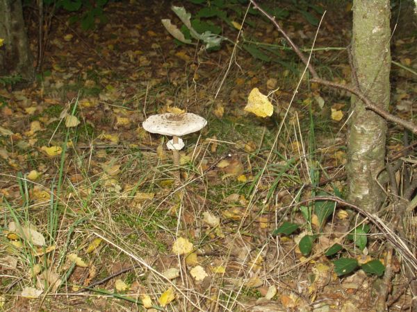 Jeszcze jedna kania i koszyk pełen.