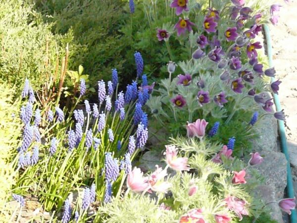 Sasanki i niebieskie szafirki.