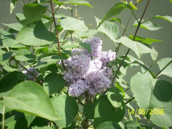 Pięknie pachną bzy...