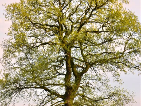 Dąb w pobliżu wioski