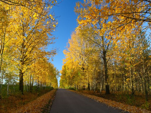 zdjecie Tyniewicze Duże