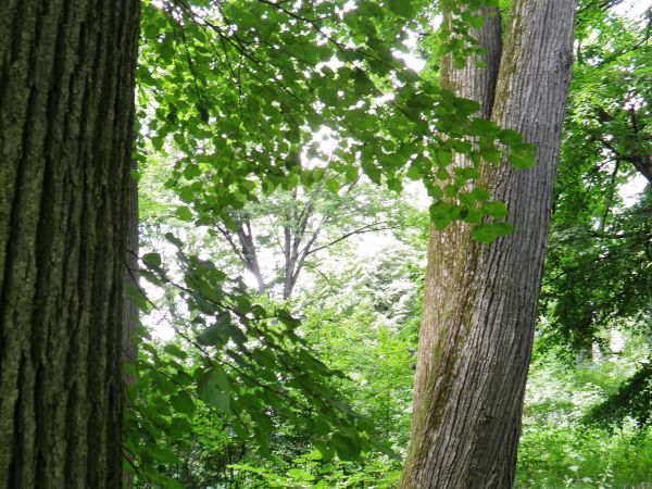 Stary park i dworek szlachecki. Nie zamieszkały i zaniedbany . Na szczęście władze Gminy zabezpieczyły budowlę nowymi dachami i rynnami oraz dobrym zabezpieczen