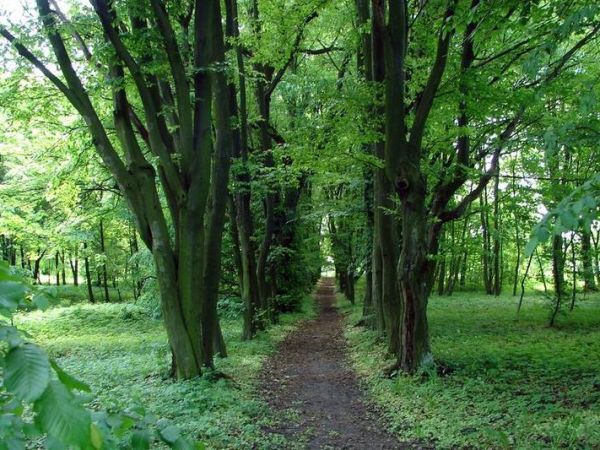 Aleja grabowa o długości 50 m. w parku prywatnym wpisanym do rejestru zabytków 10.10.1982 r.