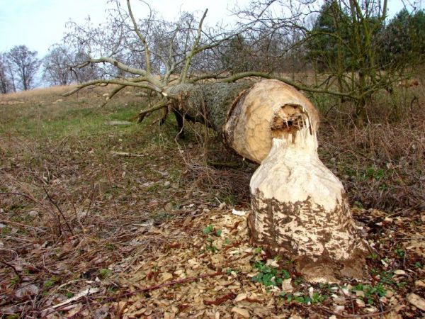 Gospodarka wodna bobrów