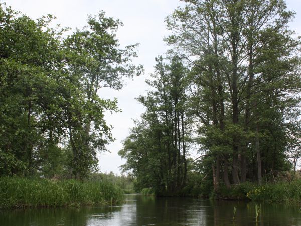 Spływ kajakami po Pasłęce. Pityny