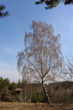 zwierza tam Ci dostatek - no, ale nie na tyle, by trza było dziesiątkować jego  szeregi, sterować jego liczebnością - toteż pewnie to stanowisko foto-safarii a