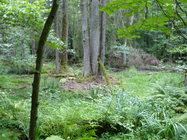 zdjecie Białowieża