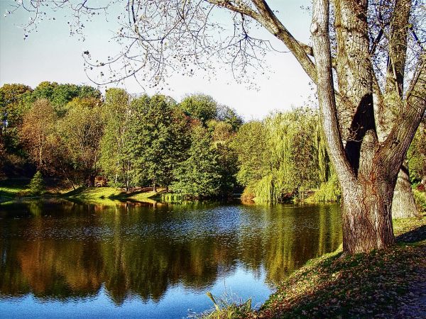 Staw w Ogrodzie Botanicznym.
