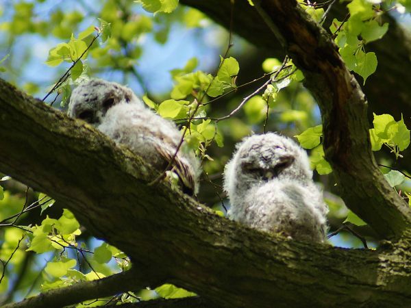 młode puszczyki w parku